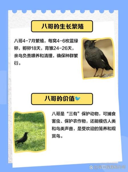 胆大八哥打一生肖属相（胆大八哥打一生肖属相是什么）