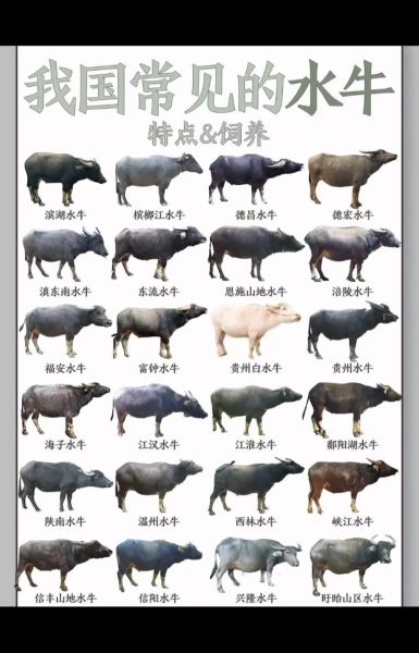 属相水牛的缺什么生肖（属相水牛的缺什么生肖配对？）