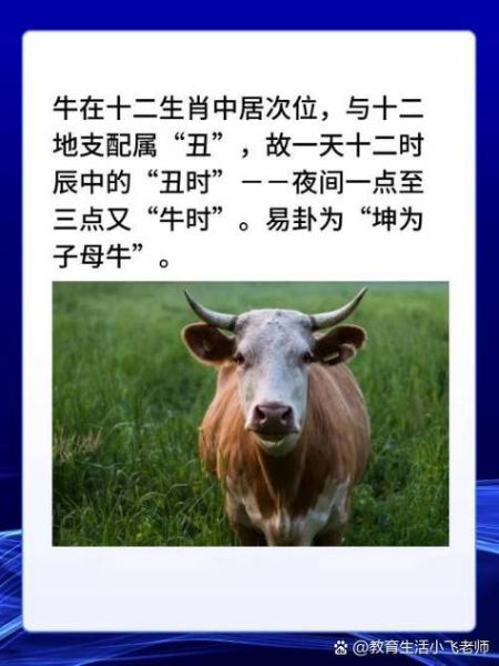 2009年的生肖属相（2009年生肖是什么？新手一看就懂🐂）