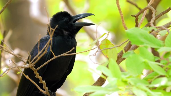乌鸦生肖属相是哪个属相（乌鸦属什么生肖的属相？）