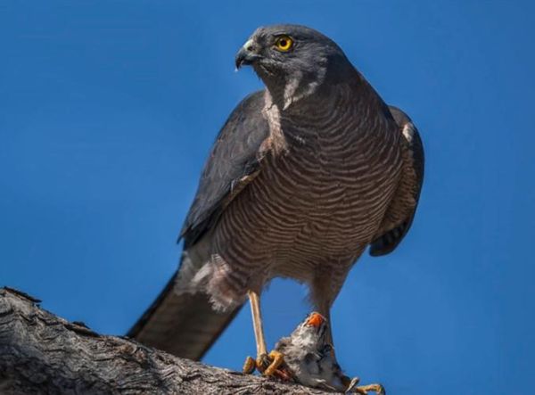 鹰是生肖猴吗属相（鹰在生肖里属什么？）