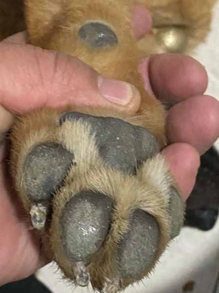 熊掌属相是什么生肖（熊掌属相是什么生肖？）