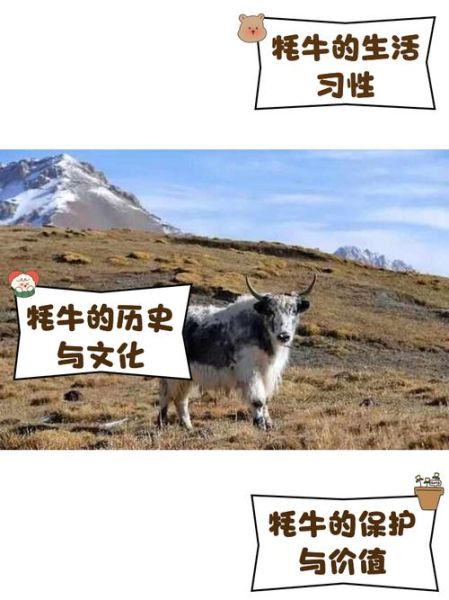 牦牛生肖属什么属相的人（牦牛生肖属什么？新手避坑贴⚡）