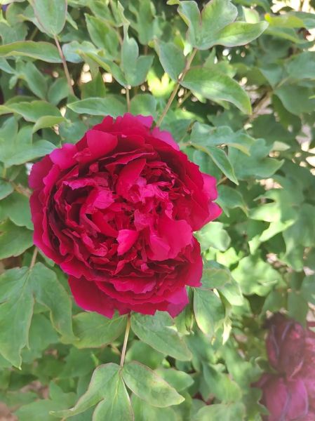 杜丹什么生肖属相最好（杜丹属什么生肖最吉利）