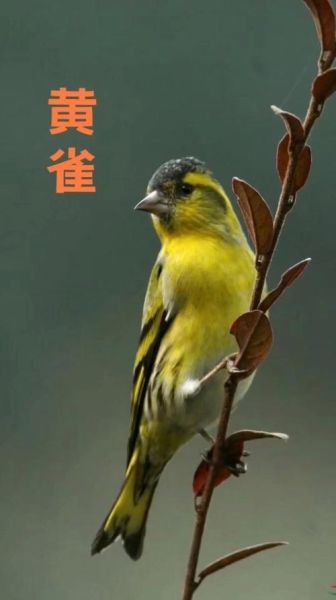 黄雀属相是什么生肖（黄雀属相是什么生肖？速查版🧐）