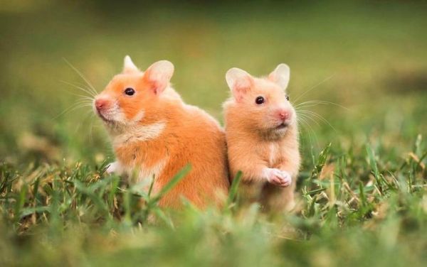 晚年没病的生肖属相（晚年没病的属相有哪些）