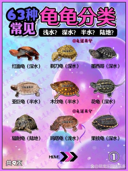 生肖龟对应的属相（生肖龟对应的属相是什么？）