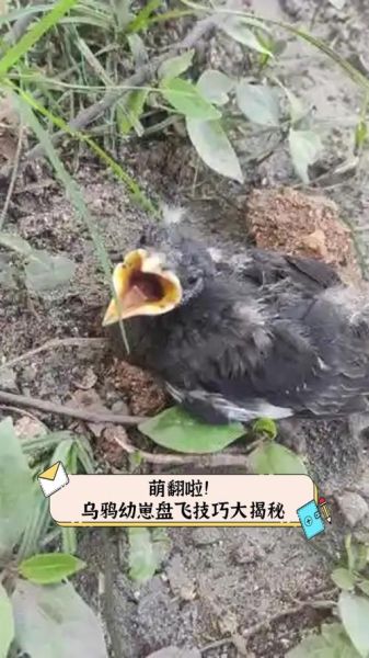 乌鸦生肖属相（乌鸦在中国是生肖吗？真相大揭秘）