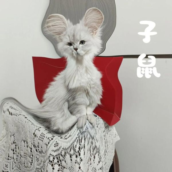 什么属相不属于12生肖（属猫的是十二生肖吗？🔍）