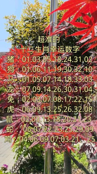 生肖属相的幸运数字(鼠龙猴2025幸运数字超全对照)