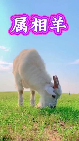 生肖羊属相直播间（生肖羊属相直播间新手开播指南）