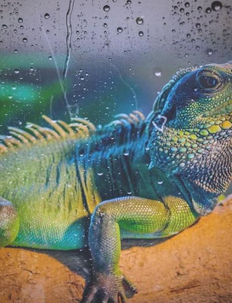 生肖属相水龙（生肖水龙是哪年出生的）