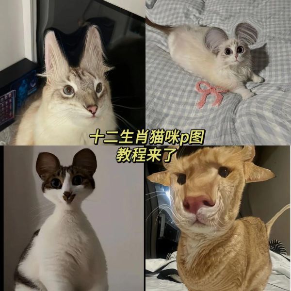 怎么判断猫咪的生肖属相（猫咪生肖属相查询方法）