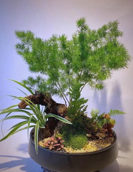 生肖属相盆栽（鼠年属相盆栽怎么挑？绿萝招财🪴）