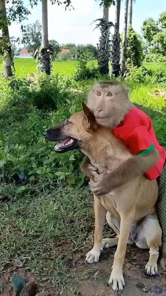 生肖属相狗和猴（属相狗和猴合不合婚感情解析）