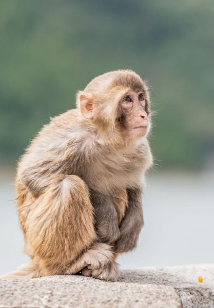 哪些属相是华盖生肖(华盖生肖是哪几个属相?)