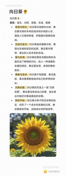 葵花属相是什么生肖(葵花代表什么生肖最易懂科普🌻)