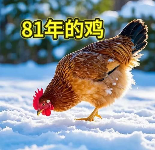 十二生肖属相属鸡的（属鸡的人五行属什么）