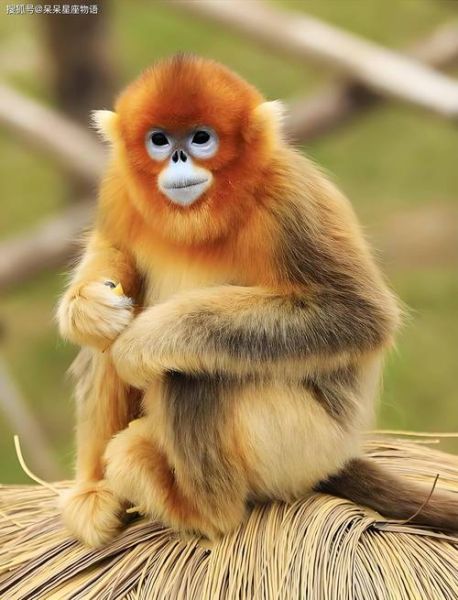 生肖猴是大属相还是小属相(生肖猴是大属相还是小属相?)