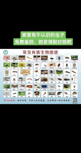 虫类属什么生肖属相呢