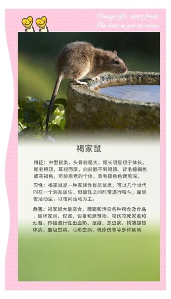 鼠生肖分几种属相呢(鼠生肖分几种常见亚型)