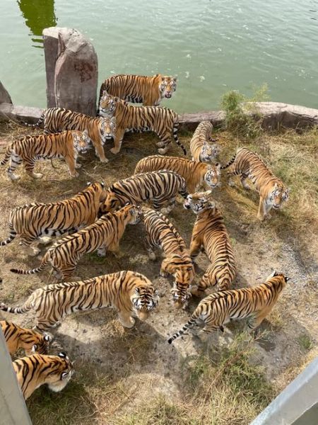 小地虎什么生肖属相（小地虎属什么生肖？新手秒懂版）