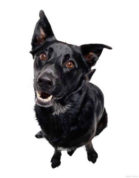 黑狗是什么属相的生肖（黑狗是什么生肖属相）