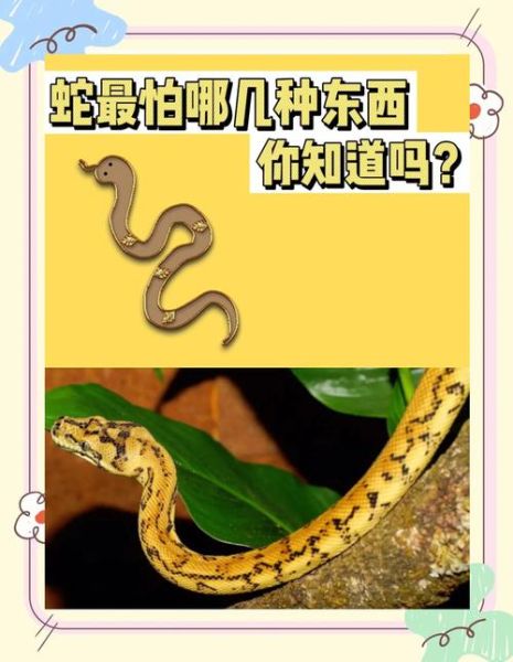 生肖蛇怕什么属相（生肖蛇怕什么属相？最该留意的三大克星）