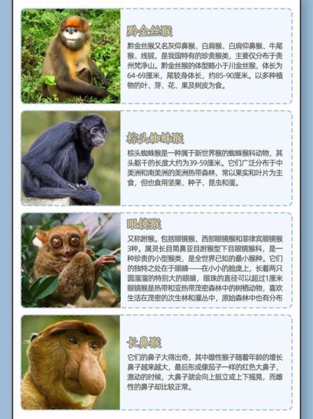 生肖猴子属相介绍（生肖猴性格优缺点全解析）